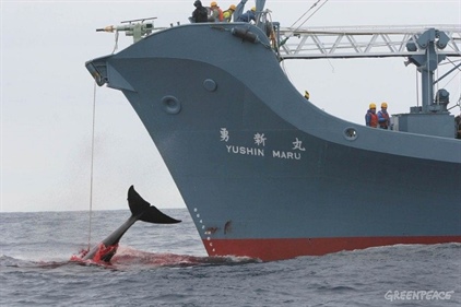 Velryby v Jižním oceánu bez ochrany