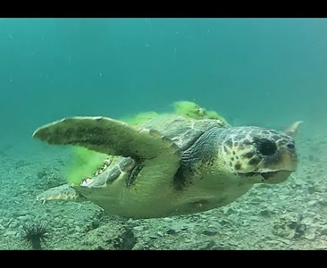 Když chci potkat mořskou želvu…