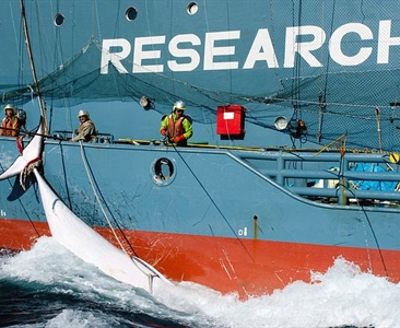 Lov na japonské velrybáře
