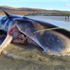 Foto Scottish Marine Animal Stranding Scheme