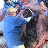 Foto Scottish Marine Animal Stranding Scheme