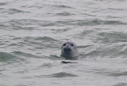 Waddenzee, Vlieland, Harlingen a tuleni