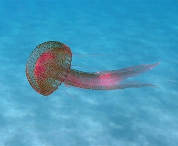 Nebezpečná medúza u Istrie