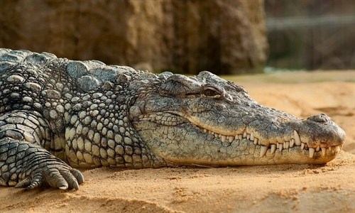 Starší muž, pláž, spacák a krokodýl