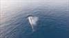 Velryby plejtváci u Visu (video)