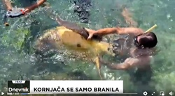 Proč roje mořských želv napadají nevinné turisty?