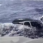 Kosatky u Gibraltaru poslaly ke dnu polskou jachtu