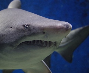 Jak se bránit útoku žraloka?