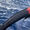 Foto Boris Herrmann/Vendée Globe