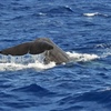 Foto Pavel Nesvadba/sailingphotogallery.com
