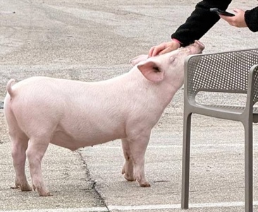 Z maríny v Krvavici unesen Gucci