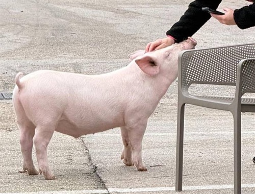 Z maríny v Krvavici unesen Gucci