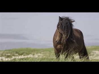 Sable Island